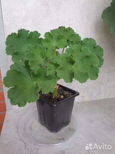 Пеларгония герань