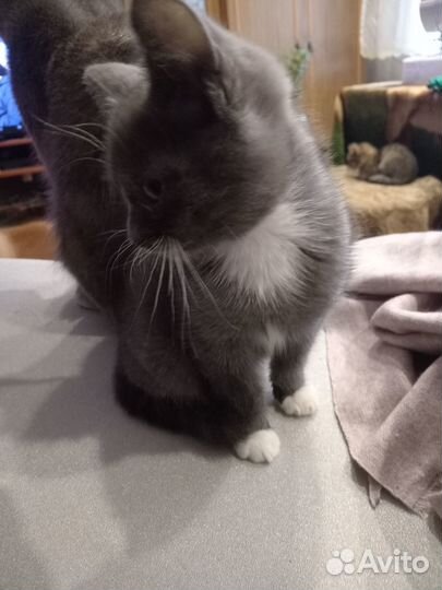 Отдам котенка в добрые руки