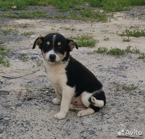 Собака в добрые руки щенок мальчик
