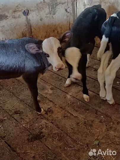 Бычки телята