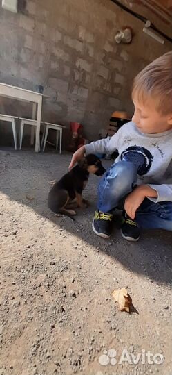 Щеночек в добрые ручки