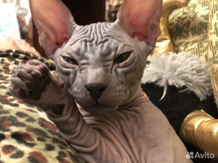 Приглашает невесту Донской сфинкс