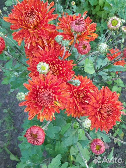 Хризантема