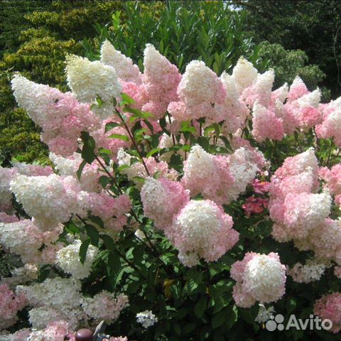 Гортензии метельчатые, есть Самарская Лидия