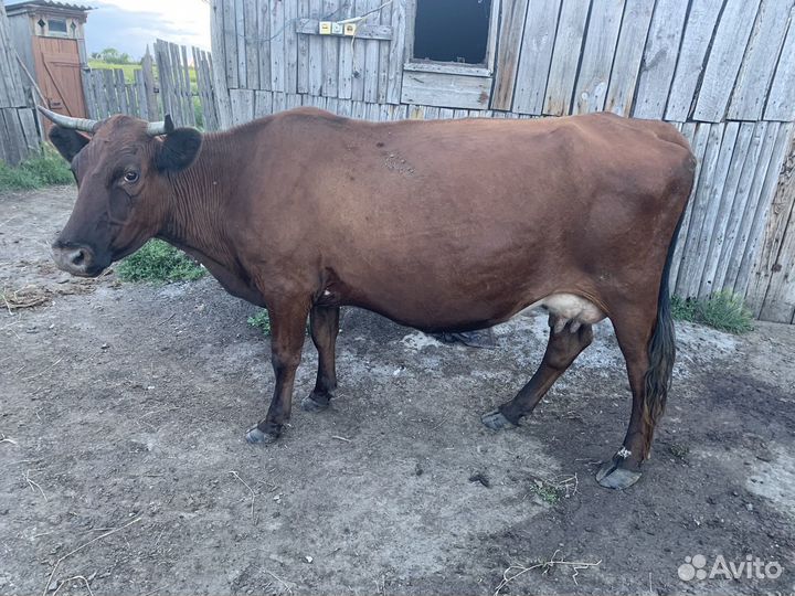 Продам корову дойную