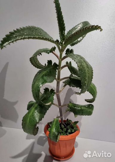 Каланхоэ лечебное