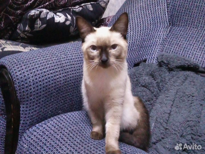Котёнок в добрые руки бесплатно