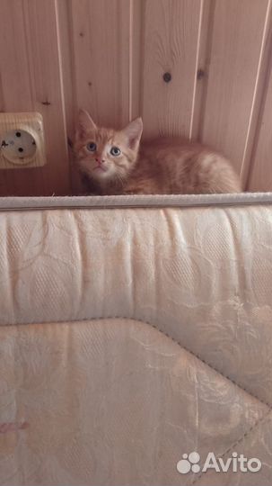 Котята