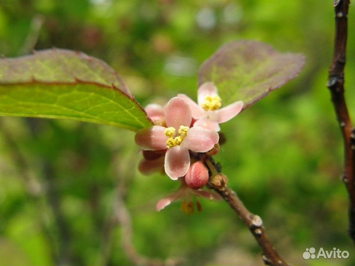 Падуб, разные виды, семена