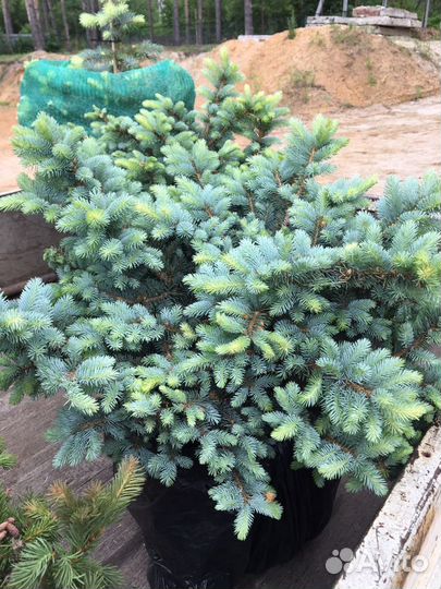 Голубые ели, Туй, Сосны, можжевельники