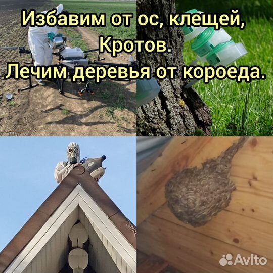 Уничтожение клещей, кротов, ос и борщевика