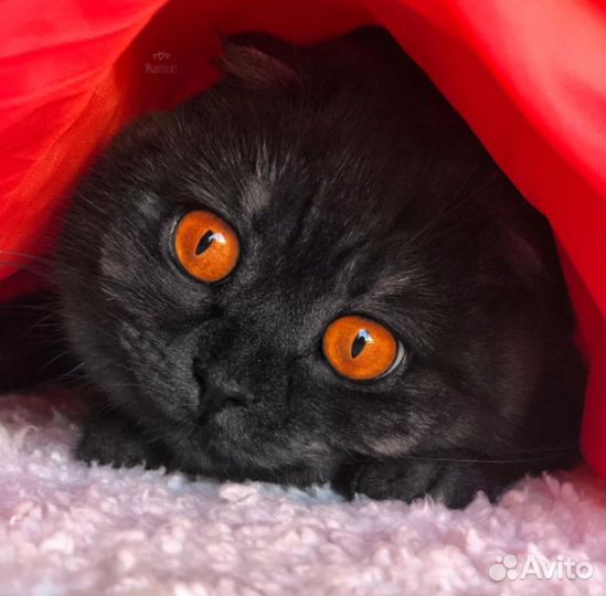 Стрижка кошек,вакцинация,кастрация,ветеринарный вр