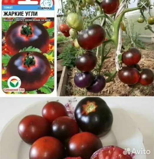 Рассада помидор