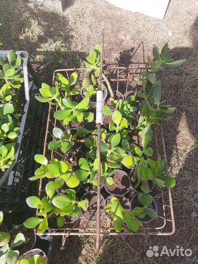 Толстянка (Crassula) денежное дерево