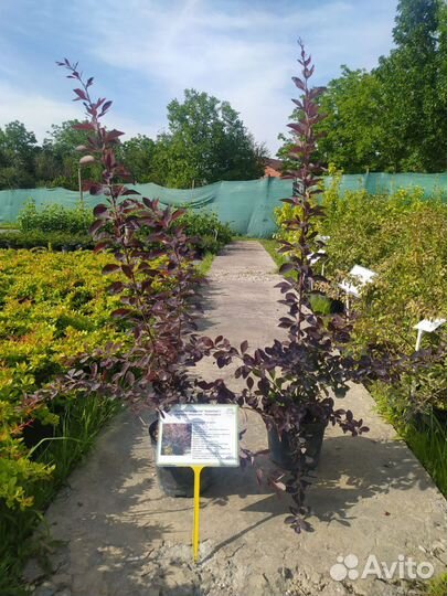 Саженцы барбариса