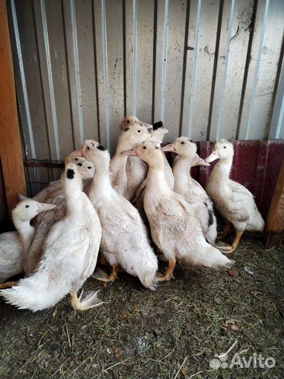 Утки муларды