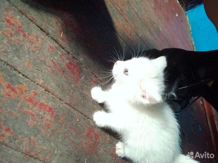 Котята:мальчик и девочка