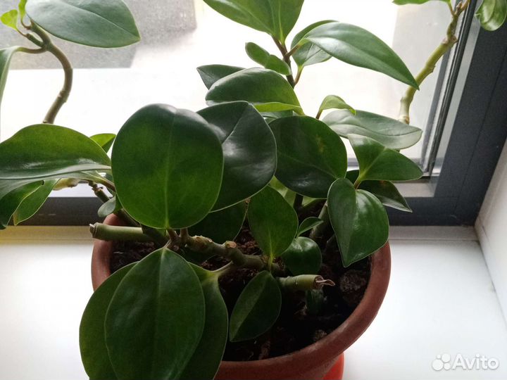 Пеперомия туполистная