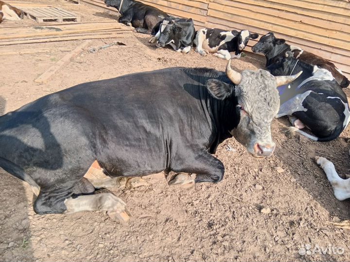 Продам быков