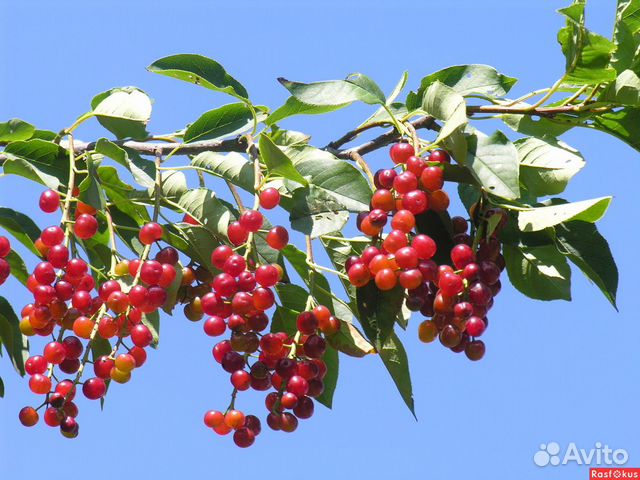 Саженцы красной черемухи