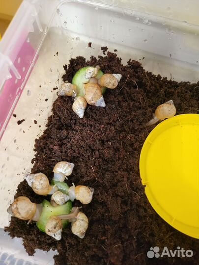 Улитки ахатины