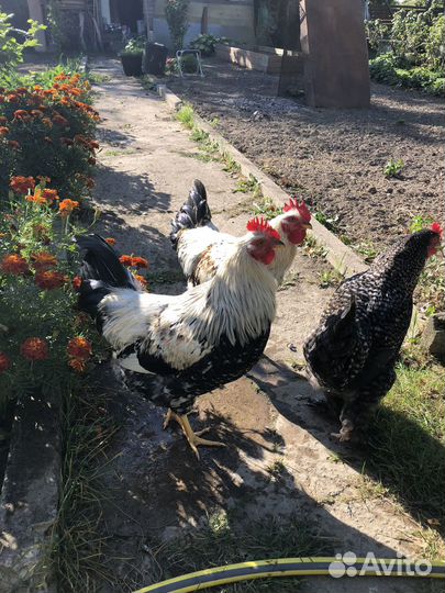 Молодые петухи