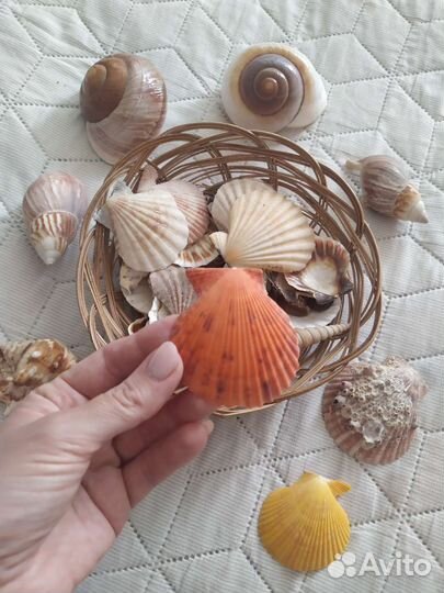 Морские ракушки раковины набором