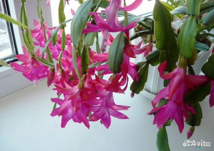 Декабрист шлюмбергера