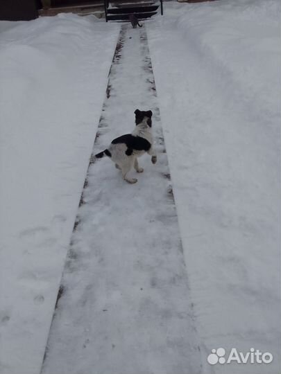 Собака в добрые руки