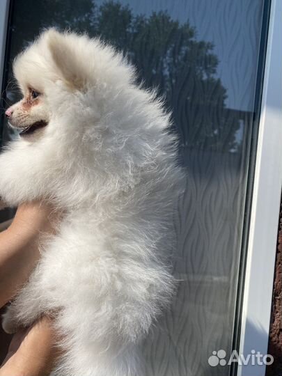 Померанский шпиц