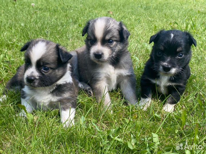 Щенки бесплатно