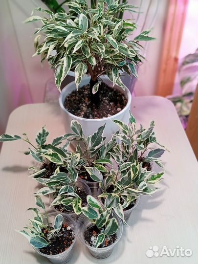 Фикус пикси