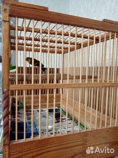 Гибрид канарейки и щегла