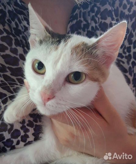 Кошка Алиса-трехцветная