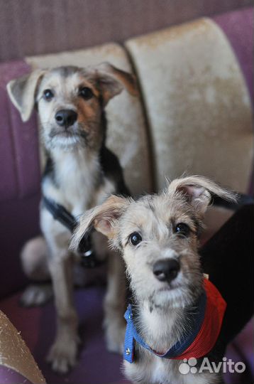 Борода, очаровательный щенок в добрые руки