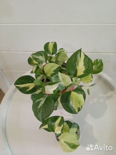 Эпипремнумы