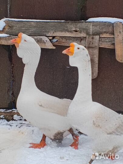 Гуси Холмогоры