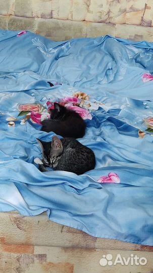 Котята в добрые руки бесплатно