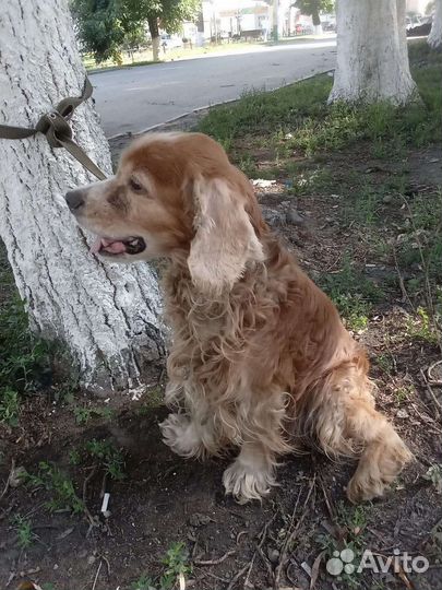 Кокер спаниель