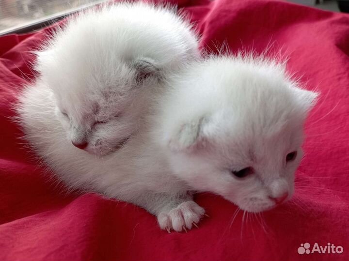 Котята кремовые девочки