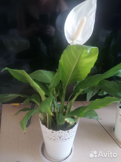 Спатифиллум