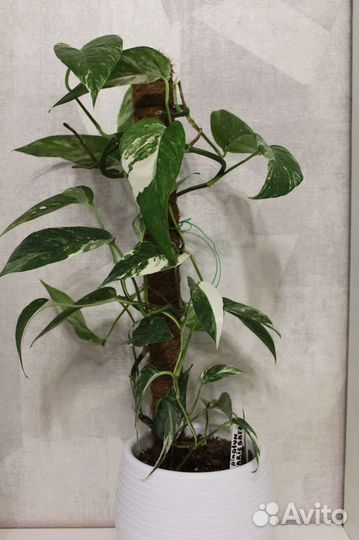 Эпипремнум пиннатум alba variegata