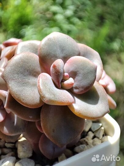 Суккуленты на срез