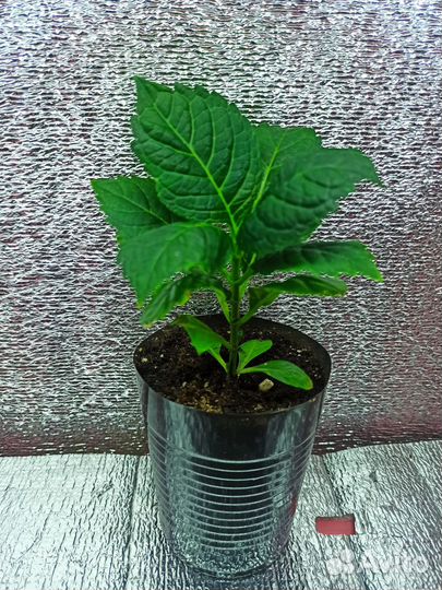 Черенок Крупнолистной Гортензии 