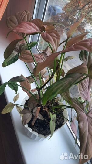Домашнее растение Сингониум розоволистный