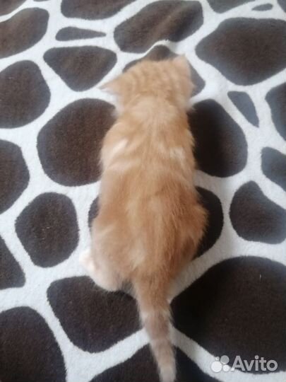 Экзотические котята