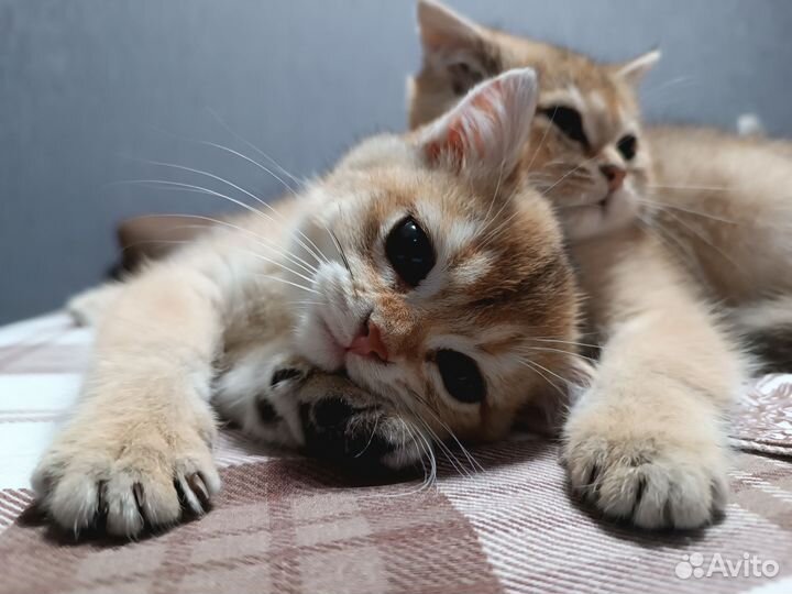 Золотая британская шиншилла