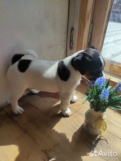 Джек Рассел терьер