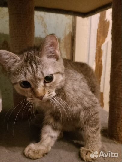 Котенок девочка