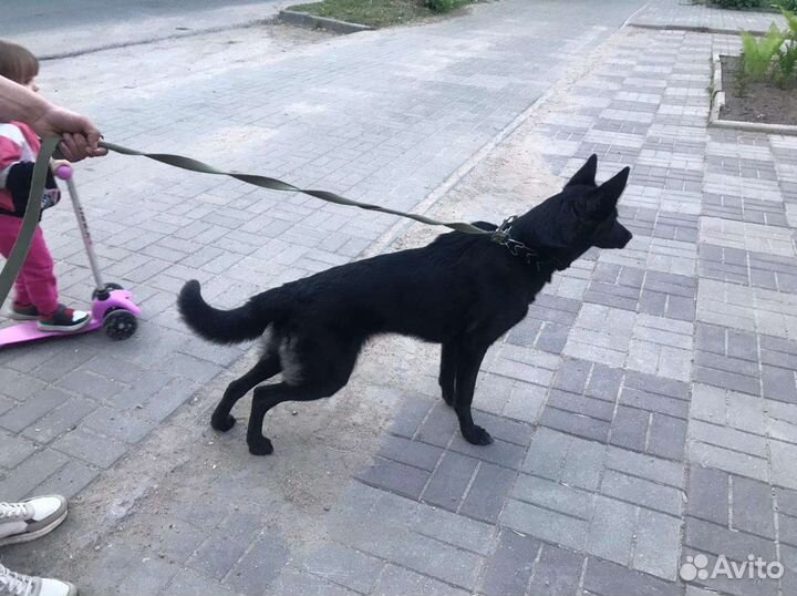 Собака в добрые руки